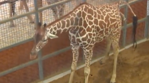 dallas-zoo-giraffe-birth-exlarge-169