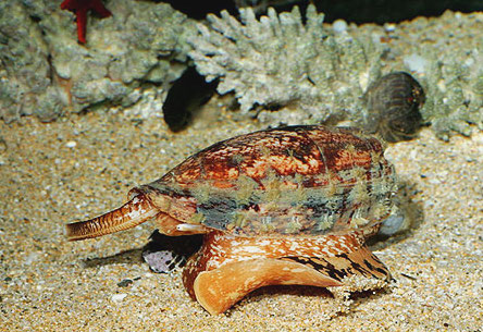 anboinagai