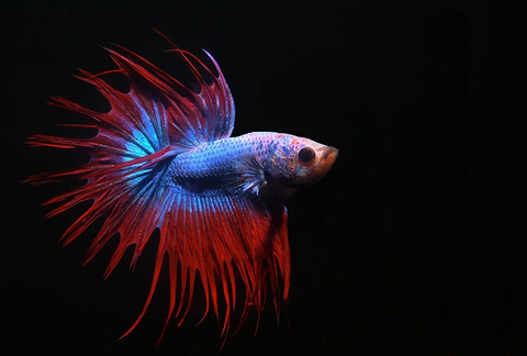 Betta_splendens_male_crowntail