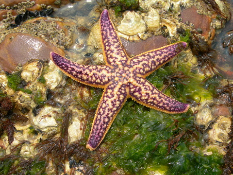 海星(正面)