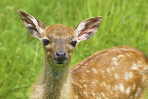 deer-837439_640