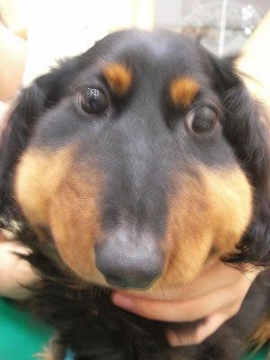 動物 マムシに噛まれた犬の画像がヤバイで きままと