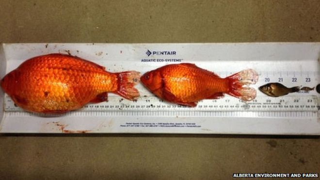 話題 トイレに 金魚 流さないで 巨大化 の危険 カナダ きままと