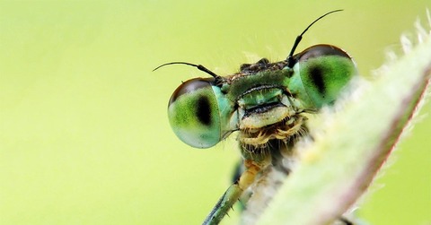 insects_are_awesome_1200x627