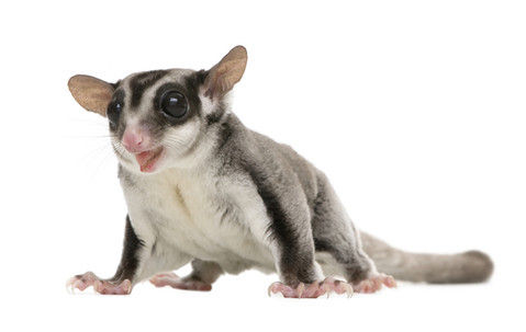 sugar_glider_2