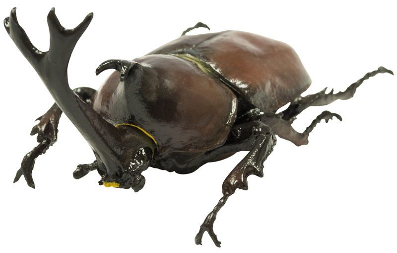 虫の王者 一番かっこいいカブトムシといえば きままと 虫の王者 一番かっこいいカブトムシといえば きままと