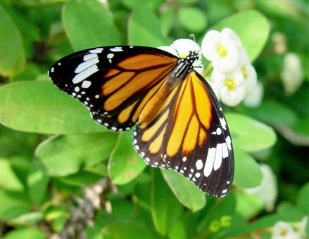 e28014612fccaef674562a0c6f7bc077_t