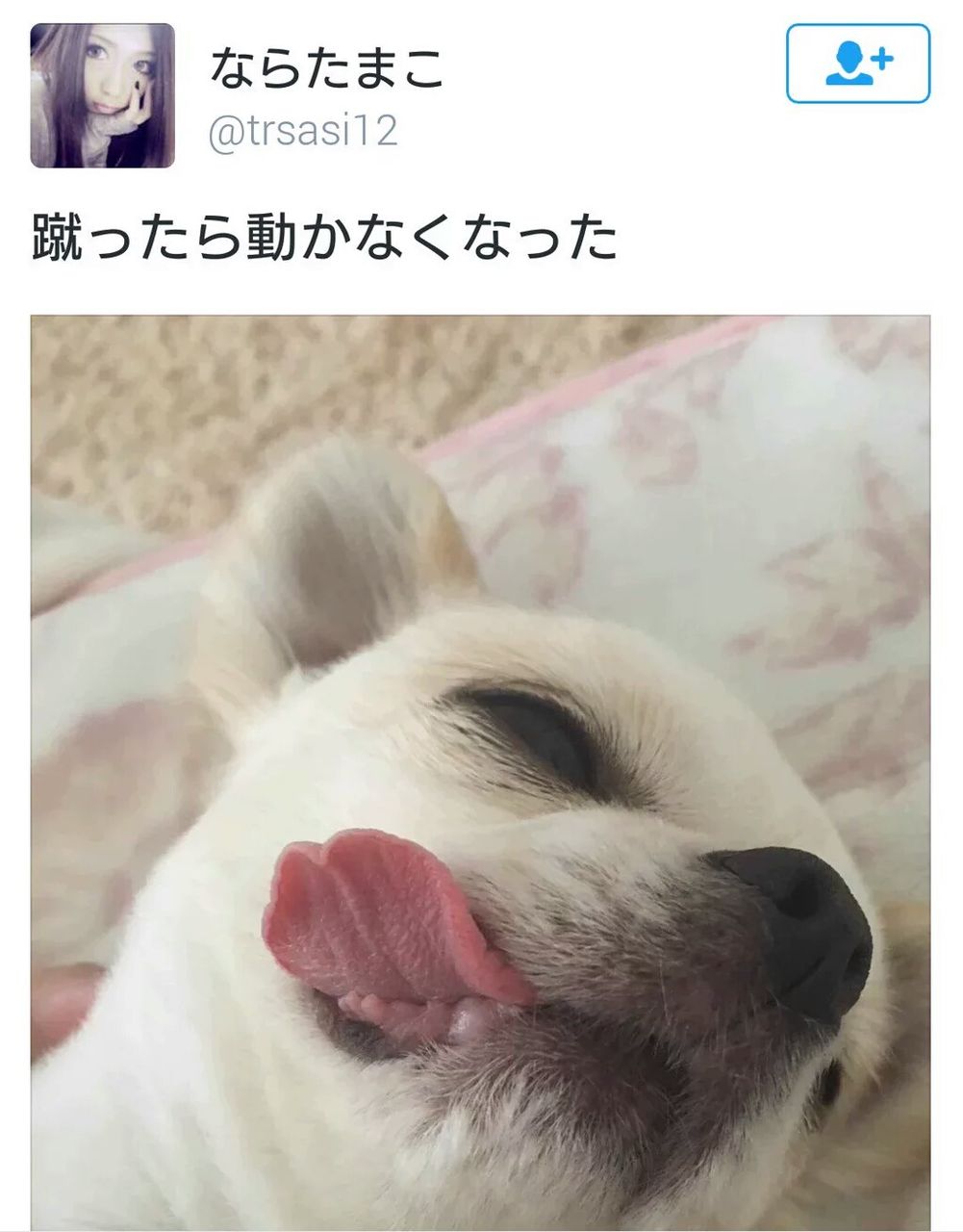 悲報 ツイカス 犬を蹴り頃す きままと 悲報 ツイカス 犬を蹴り頃す きままと