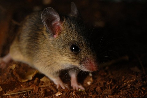 Multimammate_mouse
