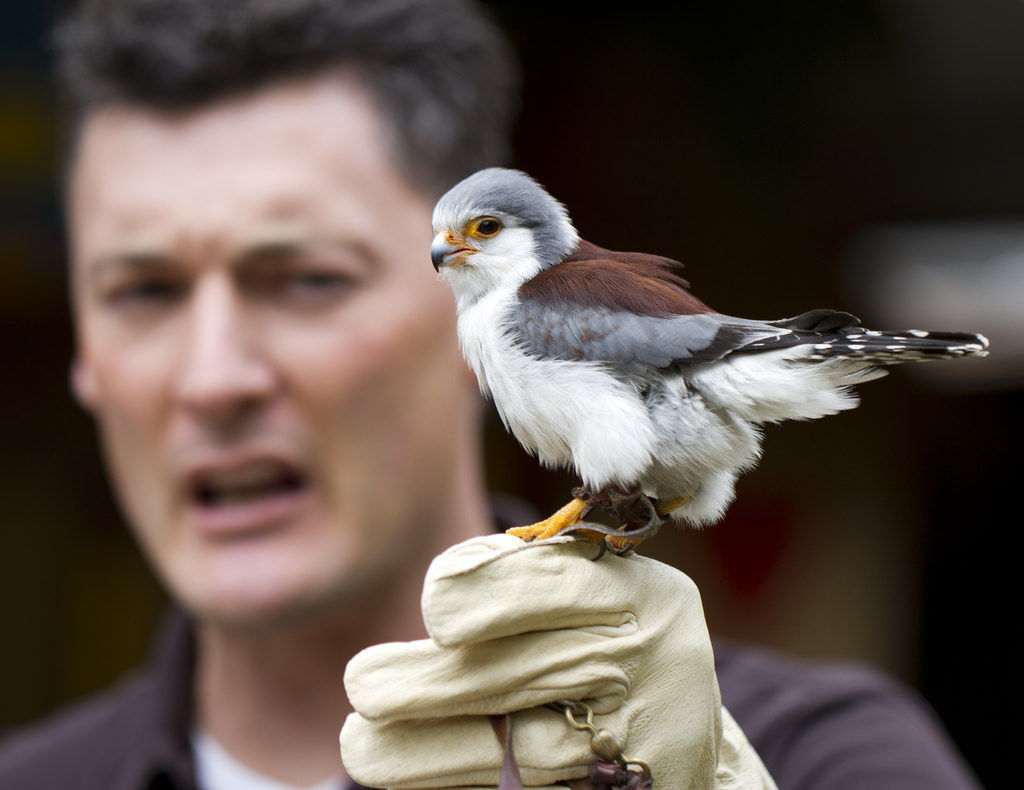 猛禽類の 俺ら最強の生き物やぞ 感は異常 きままと