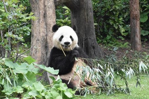 b545188763d933132e6f2e27cfd0ee37_t