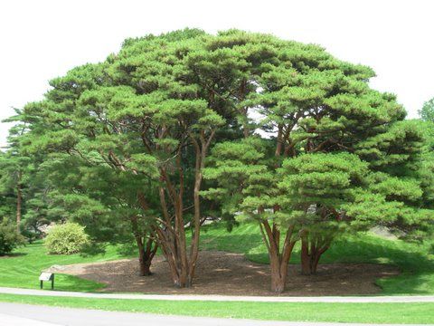 pinus_dens_umb_ha20