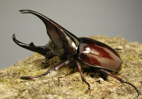 虫の王者 一番かっこいいカブトムシといえば きままと 虫の王者 一番かっこいいカブトムシといえば きままと