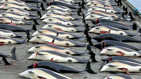 Whaling_in_the_Faroe_Islands