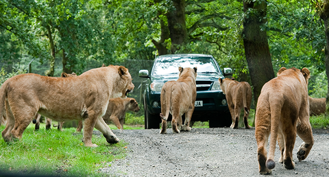 Knowsley Safari Park Half Term October Blog(1)