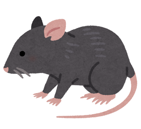 animal_rat_black