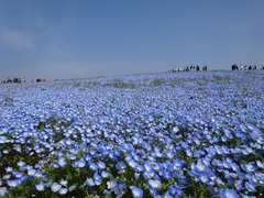 国営ひたち海浜公園ネモフィラ⑧