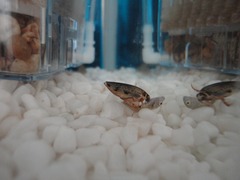 ヒメゲンゴロウ食事中1