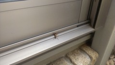 カミキリ虫