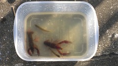 ザリガニ
