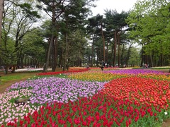 国営ひたち海浜公園チューリップ①