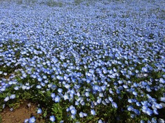 国営ひたち海浜公園ネモフィラ⑥