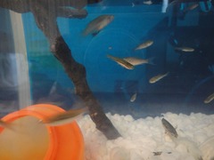 小魚1クチボソ