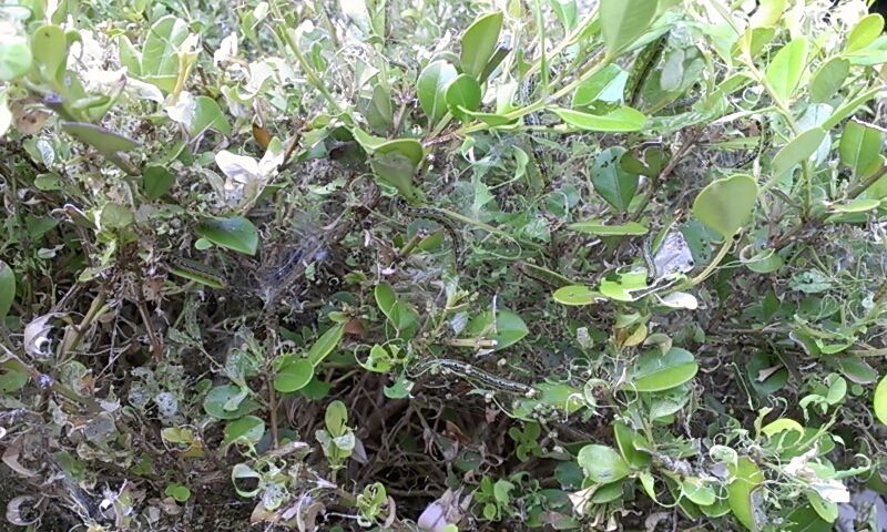 初夏の虫達と ボックスウッドの害虫駆除と ああ 馬込沢