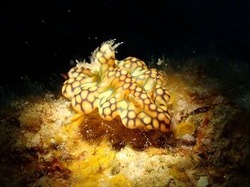 さうすぽいんと川地　恵『スポットライト』マクロ部門