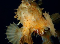 さうすぽいんと　小泉　恵子『海中応援団長』自由部門