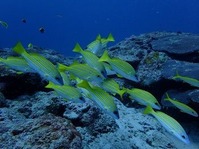森本 千恵子『まあ、きれい』当日部門