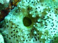 礒崎 志保『Black Hall』マクロ部門