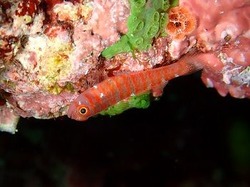 さうすぽいんと小泉　恵子『色の競演』マクロ部門