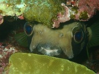 大場 将也『オレだ!オレだ!』自由部門