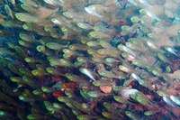 清原 貴史『リーチ!!』自由部門