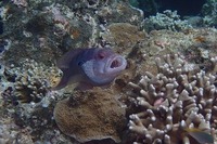 清原 貴史『撮るな!!』ビギナー部門