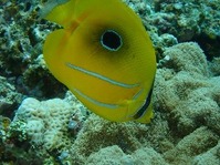 大場 昌也『サンゴおいすぃ~』