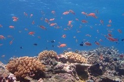 さうすぽいんと　石橋　進太朗『きんぎょすくい』自由