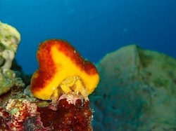 さうすぽいんと川地　恵『一休み』自由部門