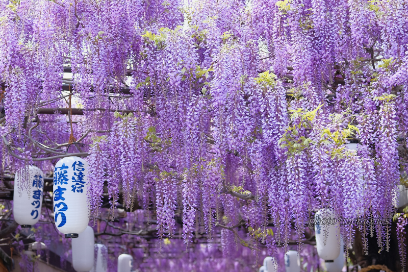 Photo Memories 信達宿の野田藤