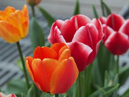 ¥Á¥å¡¼¥ê¥Ã¥×