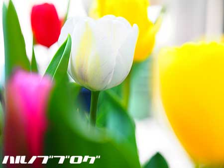 ¥Á¥å¡¼¥ê¥Ã¥×03