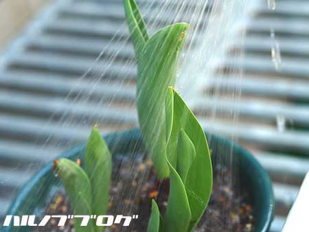 ¥Á¥å¡¼¥ê¥Ã¥×02