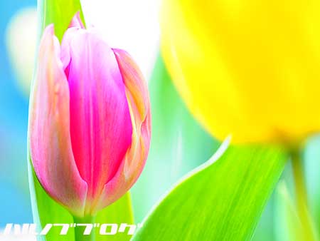 ¥Á¥å¡¼¥ê¥Ã¥×04