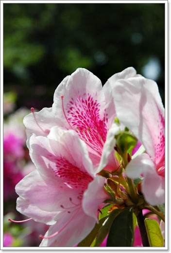 souther_20110506c