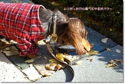 20101128f
