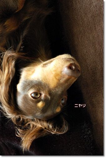 20101127g