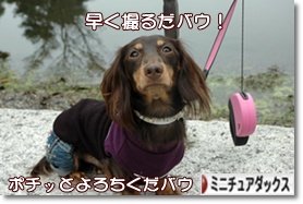 �ˤۤ�֥���¼ ���֥��� �ߥ˥��奢���å����ե�ɤ�