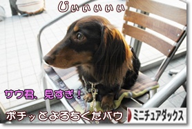 �ˤۤ�֥���¼ ���֥��� �ߥ˥��奢���å����ե�ɤ�