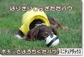 �ˤۤ�֥���¼ ���֥��� �ߥ˥��奢���å����ե�ɤ�